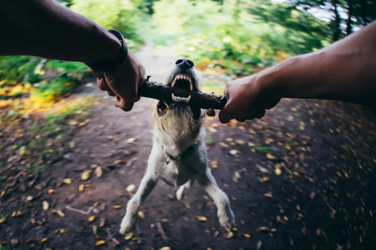 fox terrier